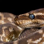 brown and gray snake with blue eyes