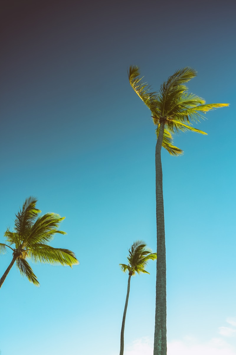 three green palm trees under blue sky