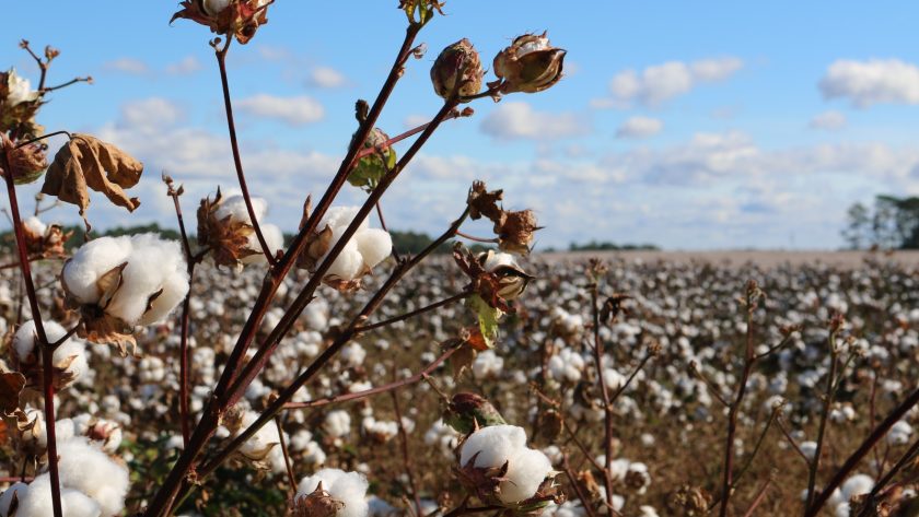 field of cotton trees